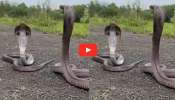 Venomous Two King Cobras Video: రోడ్డుపై రెండు కింగ్ కోబ్రాలు.. అరుదైన దృశ్యాలు మీరు చూడాల్సిందే.. Venomous Two King Cobras Video: రోడ్డుపై రెండు కింగ్ కోబ్రాలు.. అరుదైన దృశ్యాలు మీరు చూడాల్సిందే..