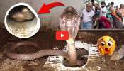 Cobra In Bathroom Video: వామ్మో.. బాత్రూంలో భయంకరమైన కింగ్ కోబ్రా.. వీడియో మీరు కూడా చూస్తారా? Cobra In Bathroom Video: వామ్మో.. బాత్రూంలో భయంకరమైన కింగ్ కోబ్రా.. వీడియో మీరు కూడా చూస్తారా?
