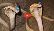 Orgninal Snake Dimond Video: నాగుపాము తలకు అరుదైన నాగరత్నం.. వీడియో చూసి ఆశ్చర్యపోతున్న జనాలు.. Orgninal Snake Dimond Video: నాగుపాము తలకు అరుదైన నాగరత్నం.. వీడియో చూసి ఆశ్చర్యపోతున్న జనాలు..