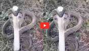 Nagamani Real Video: నాగుపాము తలపై నాగమణి.. బుసలు కొడుతూ హెచ్చరిస్తున్న వీడియో.. Nagamani Real Video: నాగుపాము తలపై నాగమణి.. బుసలు కొడుతూ హెచ్చరిస్తున్న వీడియో..