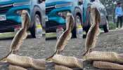 Snake Video: వామ్మో.. నడిరోడ్డు మీద కుబుసం విడుస్తున్న నాగుపాము.. ఓళ్లు గగుర్పొడిచే వీడియో.. Snake Video: వామ్మో.. నడిరోడ్డు మీద కుబుసం విడుస్తున్న నాగుపాము.. ఓళ్లు గగుర్పొడిచే వీడియో..