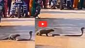 Mongoose And Snake Video: నడి రోడ్డుపై ముంగిస, పాము ఆటలు.. నిలిచిపోయిన వాహనాలు.. వీడియో! Mongoose And Snake Video: నడి రోడ్డుపై ముంగిస, పాము ఆటలు.. నిలిచిపోయిన వాహనాలు.. వీడియో!