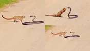 Snake Vs Mongoose Video: నాగుపాము వర్సెస్ ముంగీస.. నడిరోడ్డు మీద తగ్గాఫార్ ఫైటింగ్.. షాకింగ్ వీడియో.. Snake Vs Mongoose Video: నాగుపాము వర్సెస్ ముంగీస.. నడిరోడ్డు మీద తగ్గాఫార్ ఫైటింగ్.. షాకింగ్ వీడియో..