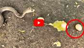 Venomous Cobra Video: కోడిని చంపి గుడ్డను మింగిన కింగ్‌ కోబ్రా.. వీడియో నెట్టింట్లో ఫుల్‌ వైరల్..