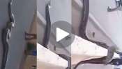Snake Video: రోడ్డుపై 20 అడుగుల భారీ అనకొండ?! ఎవరిపై దూకుతుందో తెలియక చచ్చిబతికిన జనం!