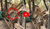 Burmese Python Video: వామ్మో.. కోతిని మింగడానికి ట్రై చేస్తున్న బర్మన్ కొండచిలువ.. వీడియో ఇదే..