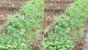Snake Video: బాప్ రే.. పచ్చని పొలంలో పడగ విప్పిన నాగుపాము.. అరుదైన వీడియో...
