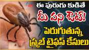 Scrub typhus: ఈ పురుగు కుడితే మీ పని ఔట్.. పెరుగుతున్న స్క్రబ్ టైఫస్ కేసులు.. 