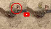 Cobra Vs Mongoose Fight Video Watch: పాపం.. ముంగిస నోట్లో నుంచి రక్తం వచ్చేంత వరకు కొరిక కింగ్‌కోబ్రా.. వీడియో ఇదే..