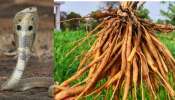 Snake Repellent: పాముకు బద్ధశత్రువు ఈ మొక్క..ఇంటి ముందు ఇవి చూస్తే కిలోమీటరు దూరం పారిపోతాయి!