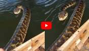 20-foot Anaconda Video: బోటు వైపుకు దూసుకు వచ్చిన 20 అడుగుల అనకొండ.. వీడియో చూస్తే భయపడి పోతారు!