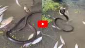 Rare Cobras Video: వామ్మో.. వలకు చిక్కిన అరుదైన కింగ్ కోబ్రాలు.. పడగవిప్పి ఆడుతున్న దృశ్యాలు..