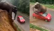 Elephant Video: అయ్యో పాపం.. కొండపై నుంచి రోడ్డు మీద జారీ పడ్డ భారీ ఏనుగు.. వీడియో వైరల్... Elephant Video: అయ్యో పాపం.. కొండపై నుంచి రోడ్డు మీద జారీ పడ్డ భారీ ఏనుగు.. వీడియో వైరల్...