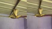 Snake Video: ఓర్నాయనో .. ఫ్యాన్‌కు చుట్టుకుని పడగ విప్పిన నాగుపాము.. అరుదైన వీడియో..
