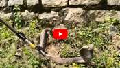 King Cobra Video: కుబుసం విడుస్తున్న కింగ్ కోబ్రాను పట్టుకున్న స్నేక్ క్యాచర్.. వీడియో ఇదే..
