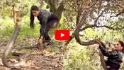 Cobra Video Watch: 20 అడుగుల కోబ్రాను పట్టుకున్న శివంగి.. వీడియో ఇదే..