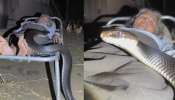 Snake video: బాప్ రే.. నిద్రలో ఉన్న వ్యక్తిపై పాకుతున్న నాగుపాము.. ఓళ్లు గగుర్పొడిచే వీడియో..