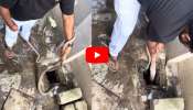 Cobra Video Watch: డ్రైనేజీలో నుంచి.. బలవంతంగా కింగ్ కోబ్రాన్ని బయటకు తీశారు.. వీడియో ఇదే..