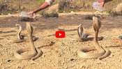 Cobra Video: వామ్మె.. ప్లాస్టిక్ బాటిల్‌తో కింగ్ కోబ్రాలకు నీటిని తాగించిన వ్యక్తి.. వీడియో ఇదే!