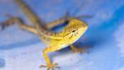 Lizards: ఇంట్లో బల్లుల బెడద ఎక్కువైందా? ఈ 5 ట్రిక్స్‌ పాటించండి..!