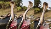 Snake Video: తగ్గెదెలా.. బైక్ వెనక సీట్లో కూర్చుని బుసలు కొడుతున్న నాగు పాము.. అరుదైన వీడియో.. Snake Video: తగ్గెదెలా.. బైక్ వెనక సీట్లో కూర్చుని బుసలు కొడుతున్న నాగు పాము.. అరుదైన వీడియో..