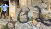  King Cobra Video: ఏంగుండెరా వాడిది..  20  అడుగుల కింగ్ కోబ్రాతో ఏంచేస్తున్నాడో తెలిస్తే షాక్.. వీడియో మీకోసం..