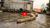 Giant Python Video: వామ్మో.. భారీ కొండచిలువను.. ఎలా రెస్క్యూ చేస్తున్నారో చూడండి.. వీడియో..