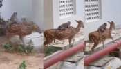 Monkey Rides on Deer Video: అరె వావ్.. జింకపై ఏంచక్కా కూర్చుని స్వారీ చేస్తున్న వానరం.. అరుదైన వీడియో.. Monkey Rides on Deer Video: అరె వావ్.. జింకపై ఏంచక్కా కూర్చుని స్వారీ చేస్తున్న వానరం.. అరుదైన వీడియో..