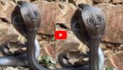 Venomous Cobra Video: పడగవిట్టి సలాం కొట్టిన కింగ్ కోబ్రాలు.. వీడియో చూస్తే ఆశ్చర్యపోవడం ఖాయం..