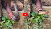 King Cobra Video: పైపులో చిక్కుకున్న కింగ్ కోబ్రా.. ఎలా బయటికి వస్తుందో చూడండి.. వీడియో! King Cobra Video: పైపులో చిక్కుకున్న కింగ్ కోబ్రా.. ఎలా బయటికి వస్తుందో చూడండి.. వీడియో!