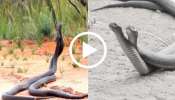 Snake Video: రెండు విషపు పాములు ఒకదానితో మరొకటి ఎలా పోరాడుతున్నాయో చూడండి.. రగులుతున్న మొగలి పొద.. Snake Video: రెండు విషపు పాములు ఒకదానితో మరొకటి ఎలా పోరాడుతున్నాయో చూడండి.. రగులుతున్న మొగలి పొద..