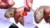 Snake Video: పాము తల పట్టి.. కుబుసాన్ని చేతులతో తొలచివేసిన యువకుడు.. వీడియో ఇదే.. Snake Video: పాము తల పట్టి.. కుబుసాన్ని చేతులతో తొలచివేసిన యువకుడు.. వీడియో ఇదే..
