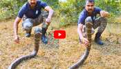 Cobra Video: 18 అడుగుల కోబ్రాను.. ఒంటి చేతితో పట్టుకున్న యువకుడు.. వీడియో!