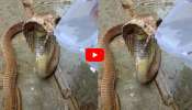 Cobra Video: ప్లాస్టిక్ డబ్బాలో నీటితో దాహం తీర్చుకున్న నాగుపాము..వీడియో ఇదే..