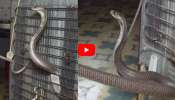 Giant Cobra Video: కిచెన్‌లో ఫ్రిజ్ వెనుక భారీ నాగుపాము.. సంచలనం సృష్టిస్తున్న వీడియో.. 