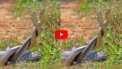 Snakes Dance Video Viral: పొలంలో నాట్యం చేస్తున్న రెండు పాములు.. వీడియో ఇదే చూడండి..
