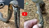 Giant Cobra Video: ఓరి నాయనో.. కోబ్రా తింటున్న పామును లాక్కుంటున్న యువకుడు.. వీడియో ఇదే.. Giant Cobra Video: ఓరి నాయనో.. కోబ్రా తింటున్న పామును లాక్కుంటున్న యువకుడు.. వీడియో ఇదే..