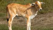 Rape On Cow Calf Video: సభ్య సమాజం తలదించుకునే ఘటన... ఆవు దూడపై అఘాయిత్యం.. వీడియో వైరల్..