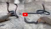 Cobras Vs Mongoose Video: రెండు కింగ్ కోబ్రాలు వర్సెస్ ముంగిస.. వీడియో.. 