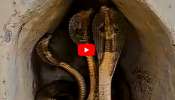 Three-headed Cobra Video: వామ్మె, మూడు తలల నాగు.. సంచలనం రేపుతున్న వీడియో!