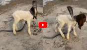Giant Cobra Video: గొర్రె పిల్ల మెడకు చుట్టుకున్న కోబ్రా.. దానిని ఎలా రక్షించారంటే.. వీడియో..