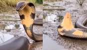 King Cobra Video: ఇదెక్కడి విడ్డూరం..చేపను కాటు వేసి ప్రాణాలు ఓదిలిన కింగ్ కోబ్రా.. ఓళ్లు గగుర్పొడిచే వీడియో.. King Cobra Video: ఇదెక్కడి విడ్డూరం..చేపను కాటు వేసి ప్రాణాలు ఓదిలిన కింగ్ కోబ్రా.. ఓళ్లు గగుర్పొడిచే వీడియో..