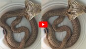Cobra Hood Video: వామ్మో.. ప్లాస్టిక్ డబ్బాలో పడగ విప్పిన నాగుపాము.. వీడియో ఇదే చూడండి..