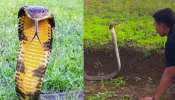 king Cobra Video: ఏం గుండెరా వాడిది... 16 అడుగుల భారీ కింగ్ కోబ్రాతో ఏంచేస్తున్నాడో తెలుసా..?.. వీడియో.. 