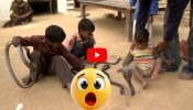 Cobras Video Watch: అవి ఆట బొమ్మలు కాదురా బుడ్డోళ్లు.. ప్రమాదకరమైన కింగ్ కోబ్రాలు.. ఫుల్ వీడియో ఇదే!