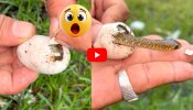 Baby Snake Video: గుడ్డు పగలగొట్టగానే.. బయటికి వచ్చేసిన బుల్లి పాము.. వీడియో ఇదే..