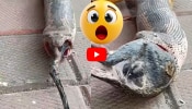 Huge Anaconda Video: భారీ అనకొండ సాహసం.. అమాంతం మింగేస్తున్న దృశ్యం వైరల్ ఇవే.. చూస్తే షాక్ అవుతారు!
