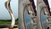 Snake Video: అయ్యోపాపం.. పెద్ద టైర్‌లో ఇరుక్కుని బుసలు కొడుతున్న నాగు పాము.. వీడియో వైరల్..