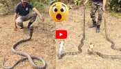 Huge Cobra Video: వామ్మో.. భారీ కింగ్ కోబ్రాలను వదిలిపెట్టిన స్నేక్ క్యాచర్.. వీడియో ఇదే..