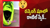 Rattlesnake Video: వామ్మో.. రన్నింగ్ షూలో రాటిల్ స్నేక్.. షాకింగ్ వీడియో ఇదే!